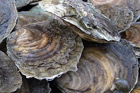 oysters