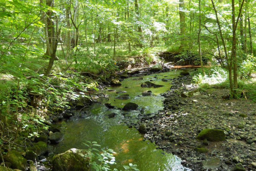 A stream running through a green forest