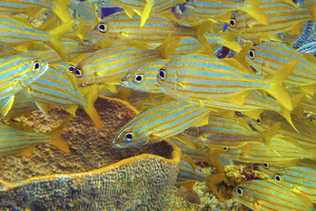 coral reef fish