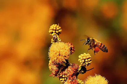 Bee Pollinating Flower