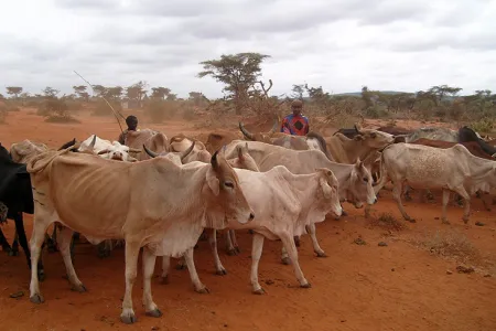 cows in africa