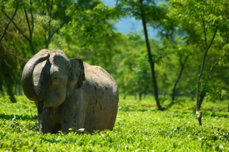 An elephant in a field spraying itself with water from its trunk