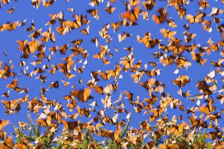 monarch butterflies