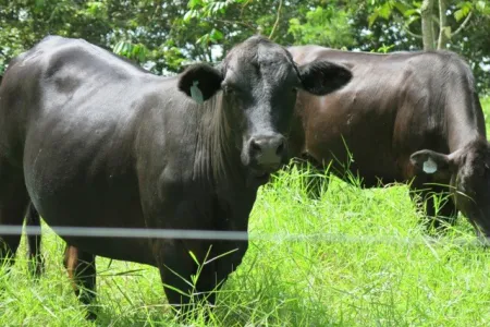 Cows in pasture