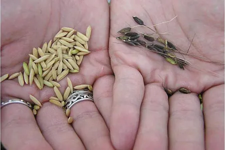 weed samples in hands