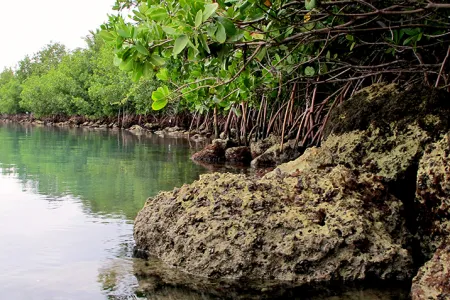 Rip Rap in Mangroves