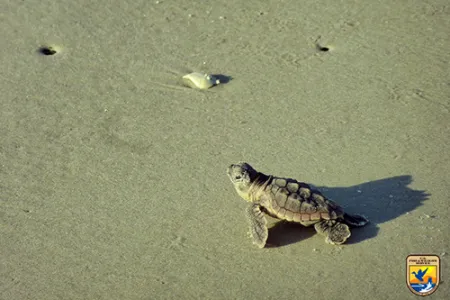 An image of a turtle on a beach