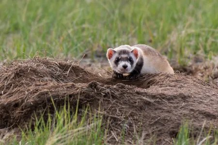 A black-footed ferret