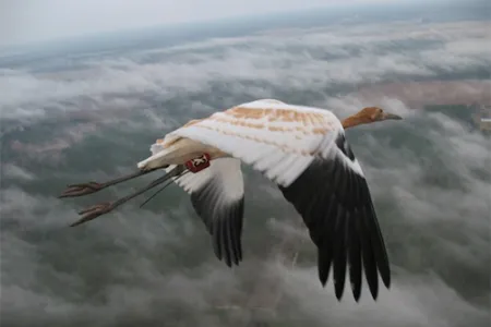 A crane flying