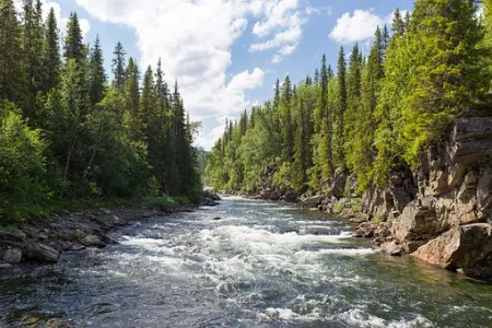 A river with trees on either side of each bank