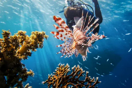 Au underwater shot of a scuba driver swimming behind a fish among coral reefs