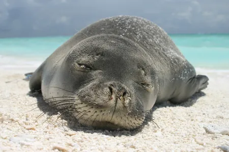 seal on beach