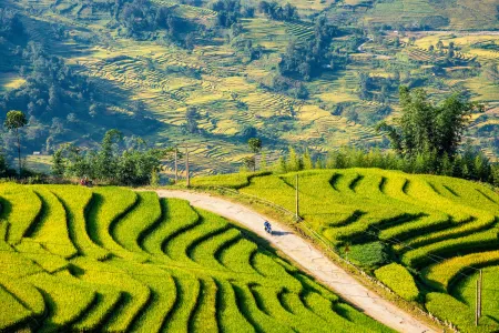 A terraced landscape