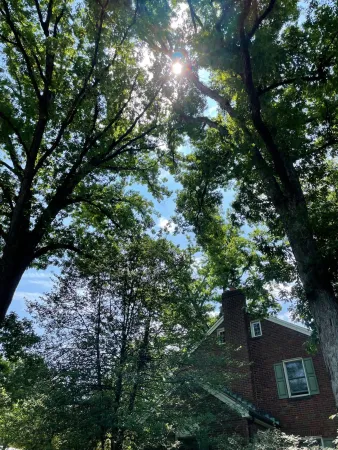 A view of the sky with very large leafy trees and the top of a house in the background