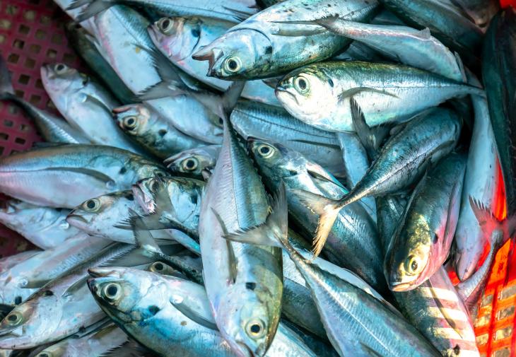 Caught mackerel in a basket